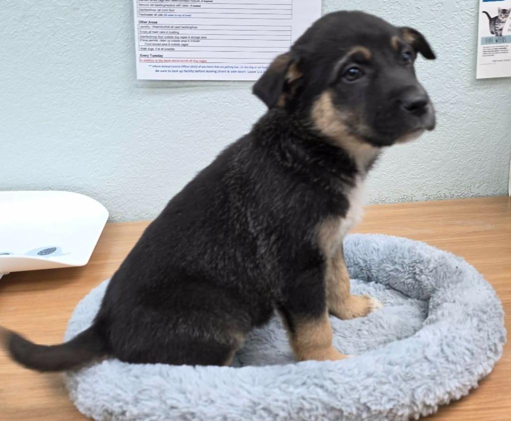 Vixen, Adoptable, Puppy Female Shepherd & Belgian Shepherd / Malinois.
