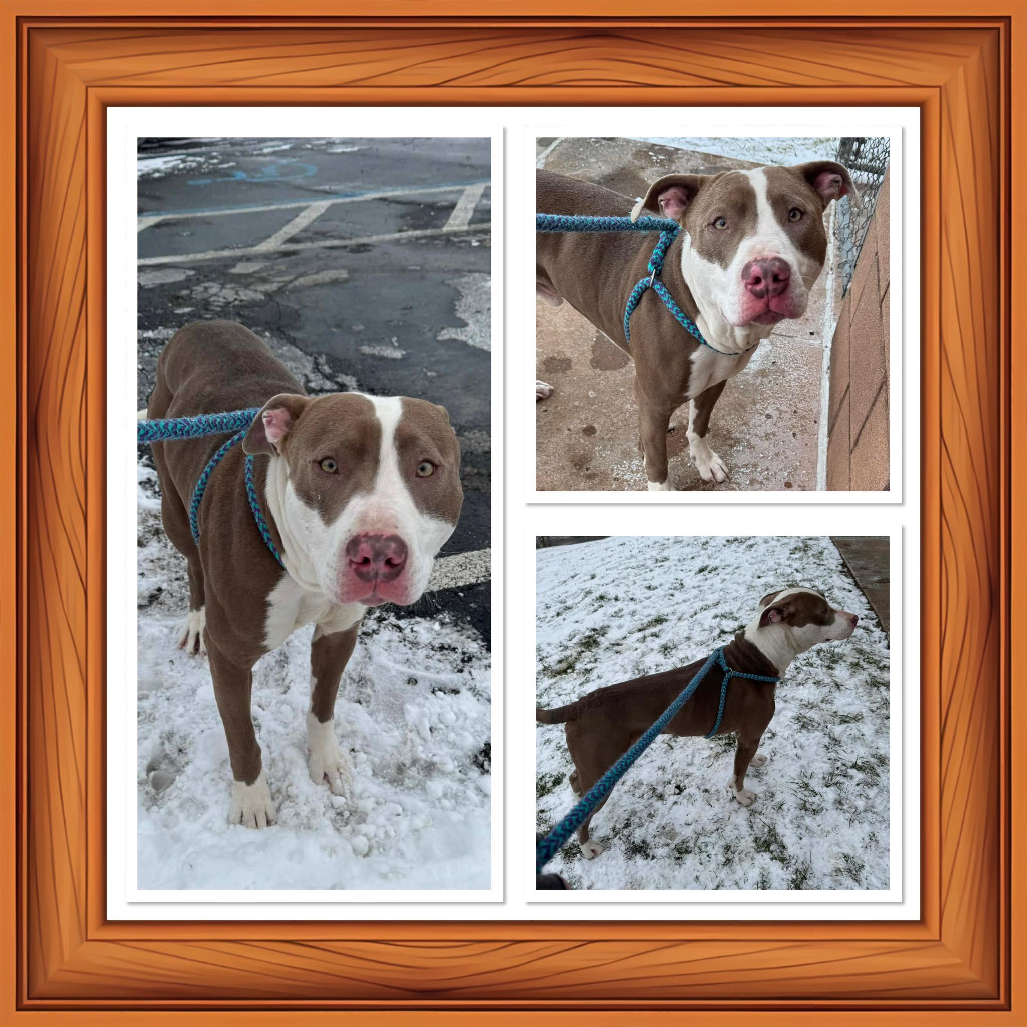 Enlarge REGGIE, a ADOPTABLE mixed breed in Buckhannon, WV image 1/1