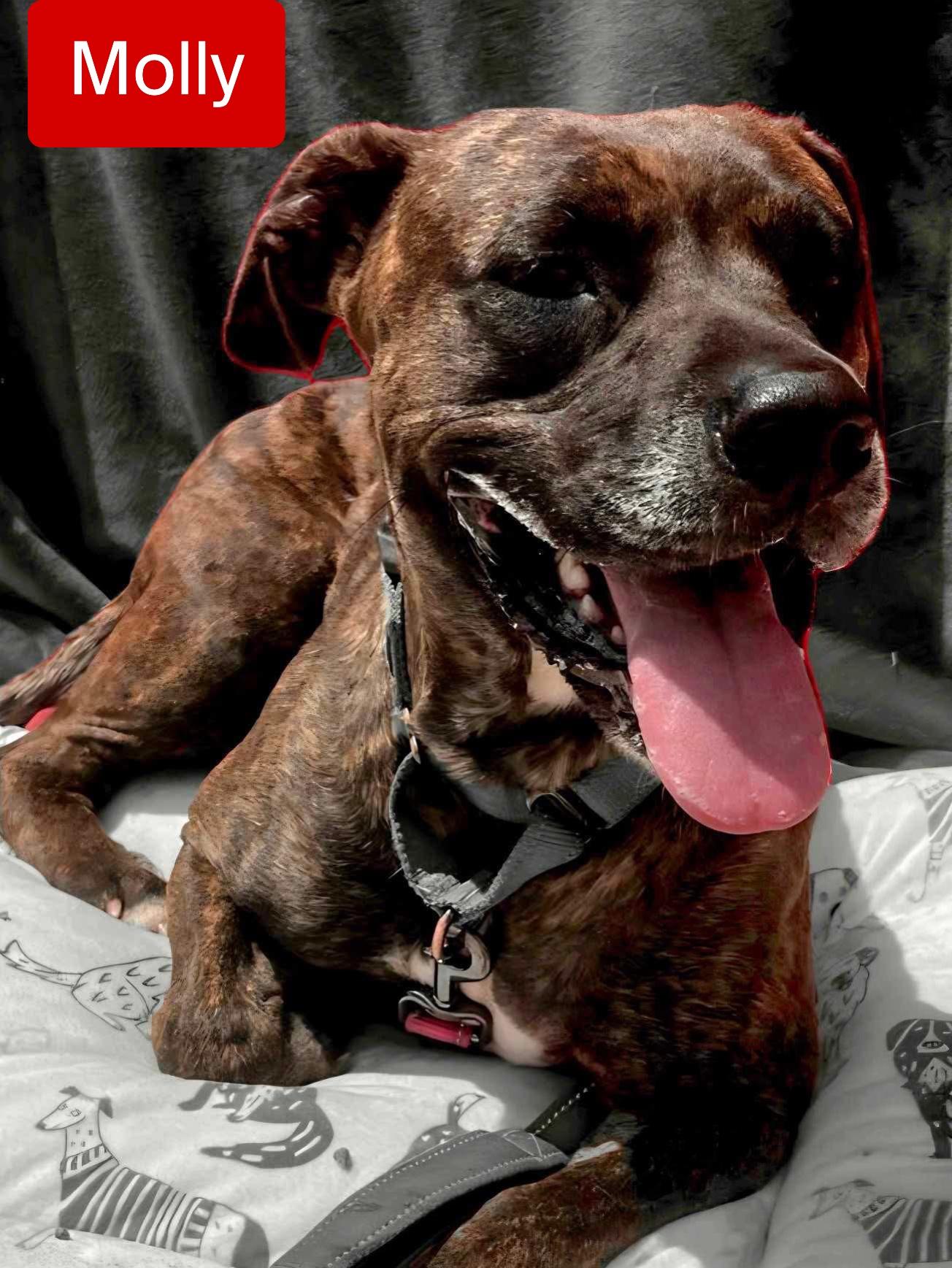 Molly, Adoptable, Adult Female Plott Hound.