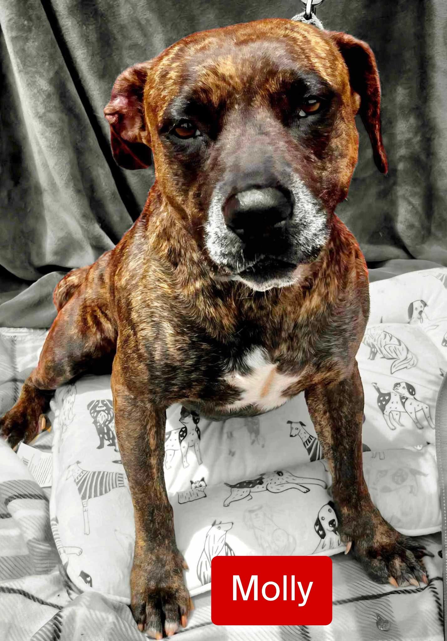 Molly, a Adoptable mixed breed in Stockbridge, GA image 2/2