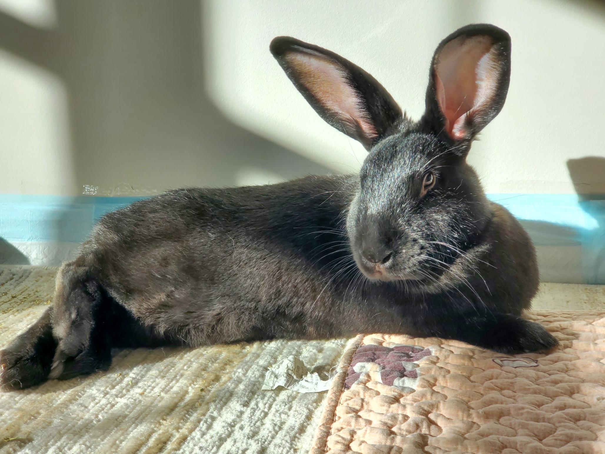 DAHLIA & DIESEL (ADULT BONDED MALE/FEMALE PAIR), a Adoptable mixed breed in Forest Hills, NY image 4/6