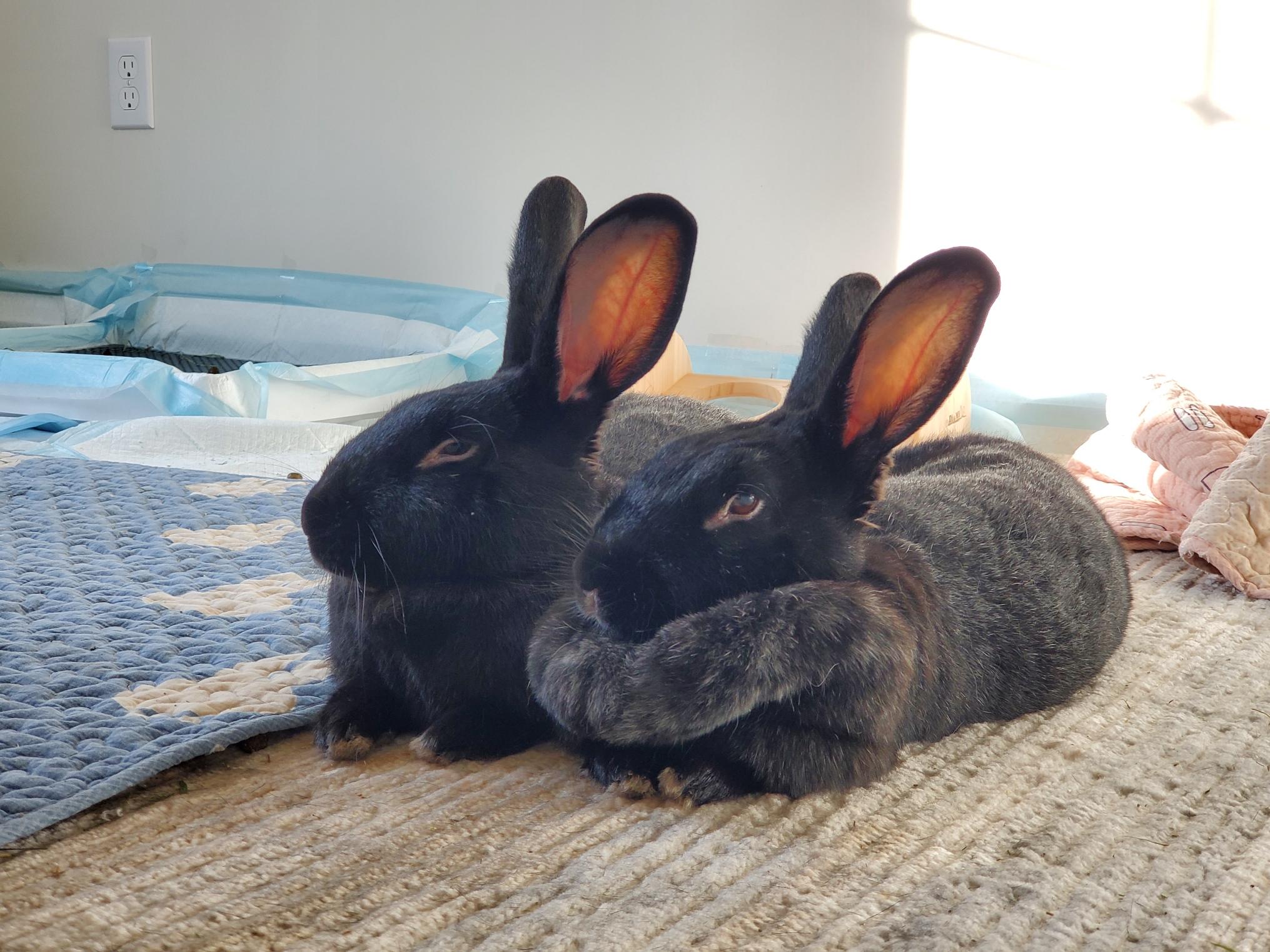 DAHLIA & DIESEL (ADULT BONDED MALE/FEMALE PAIR), a Adoptable mixed breed in Forest Hills, NY image 3/6