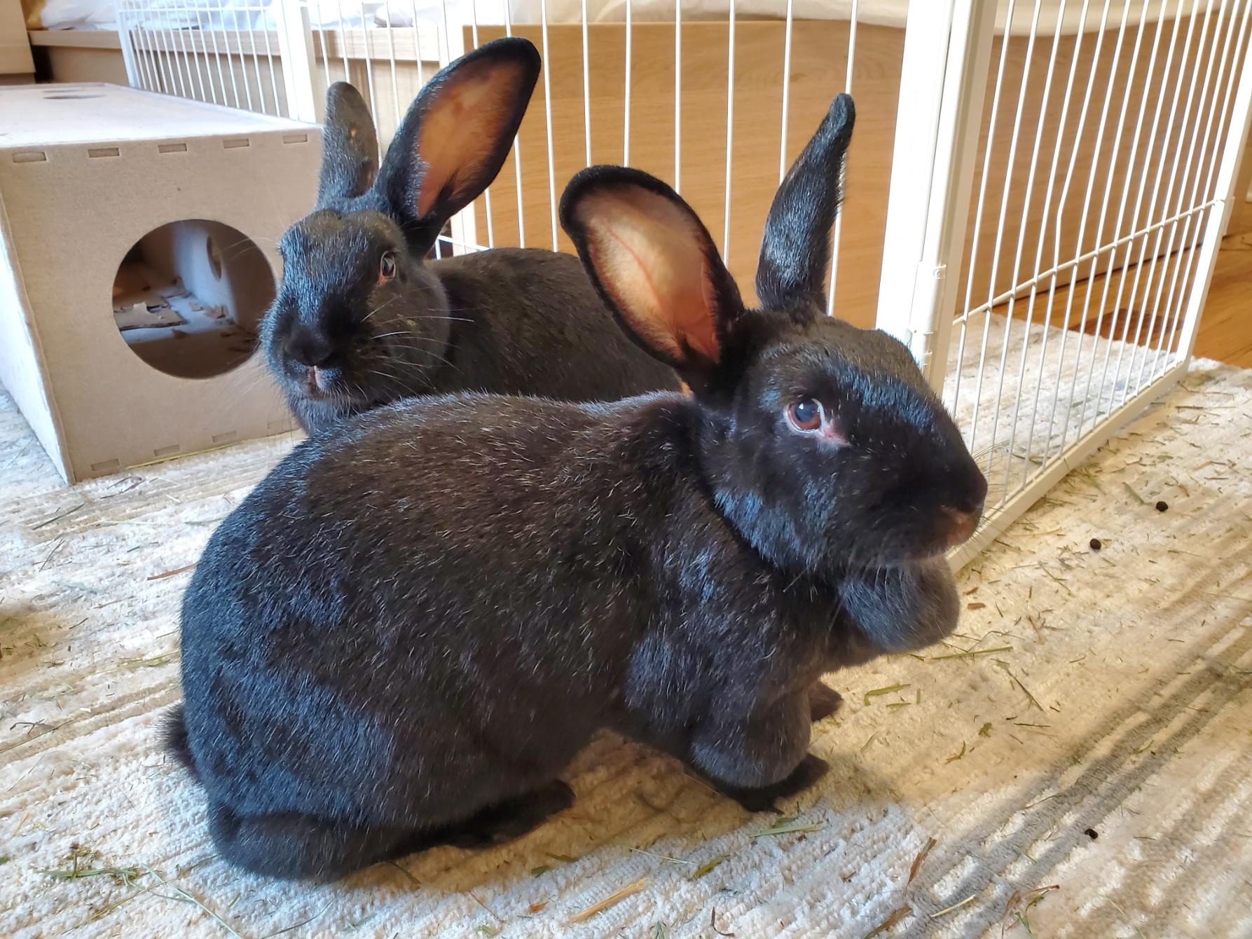 DAHLIA & DIESEL (ADULT BONDED MALE/FEMALE PAIR), a Adoptable mixed breed in Forest Hills, NY image 1/6