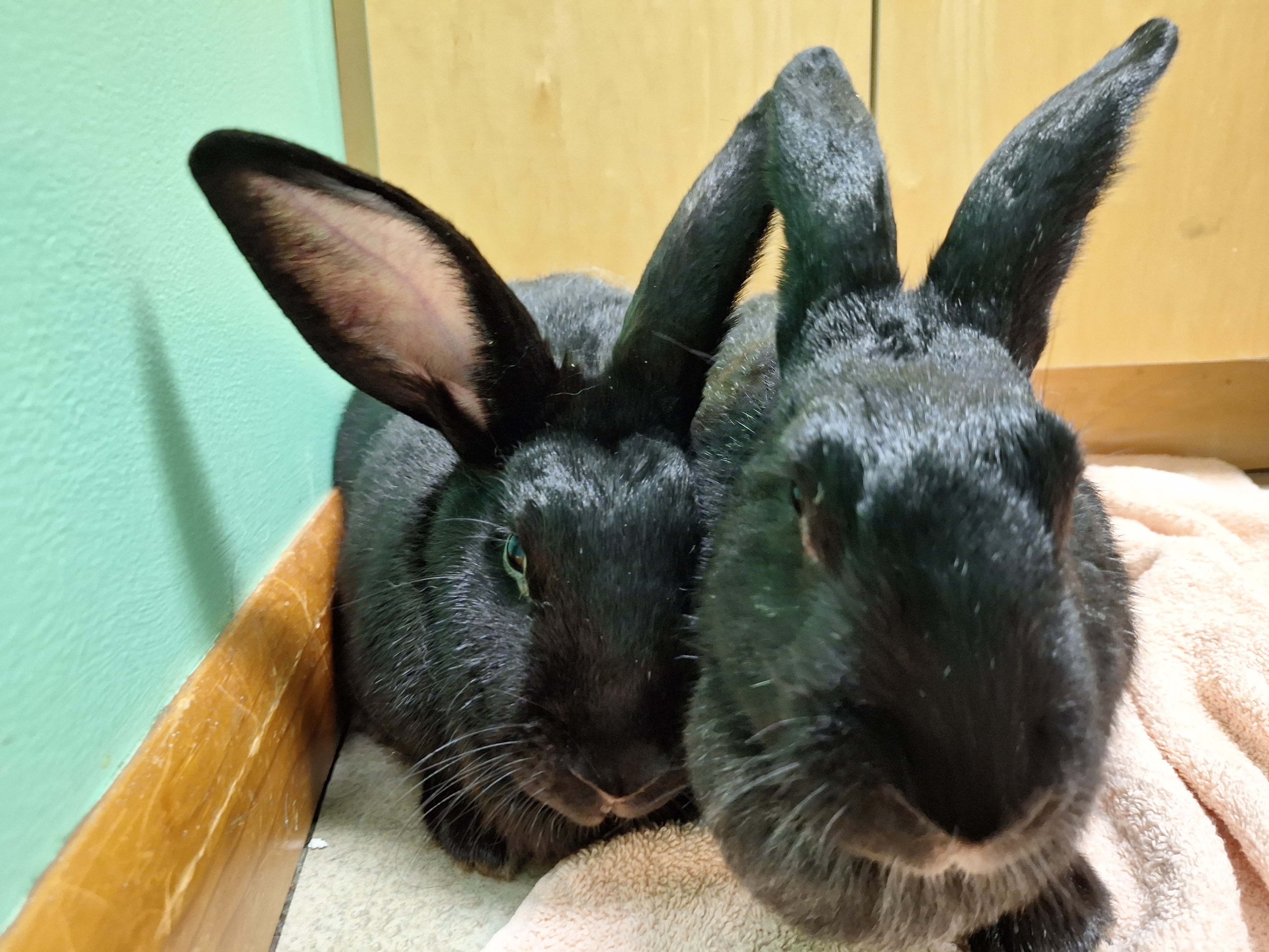 DAHLIA & DIESEL (ADULT BONDED MALE/FEMALE PAIR), a Adoptable mixed breed in Forest Hills, NY image 2/6