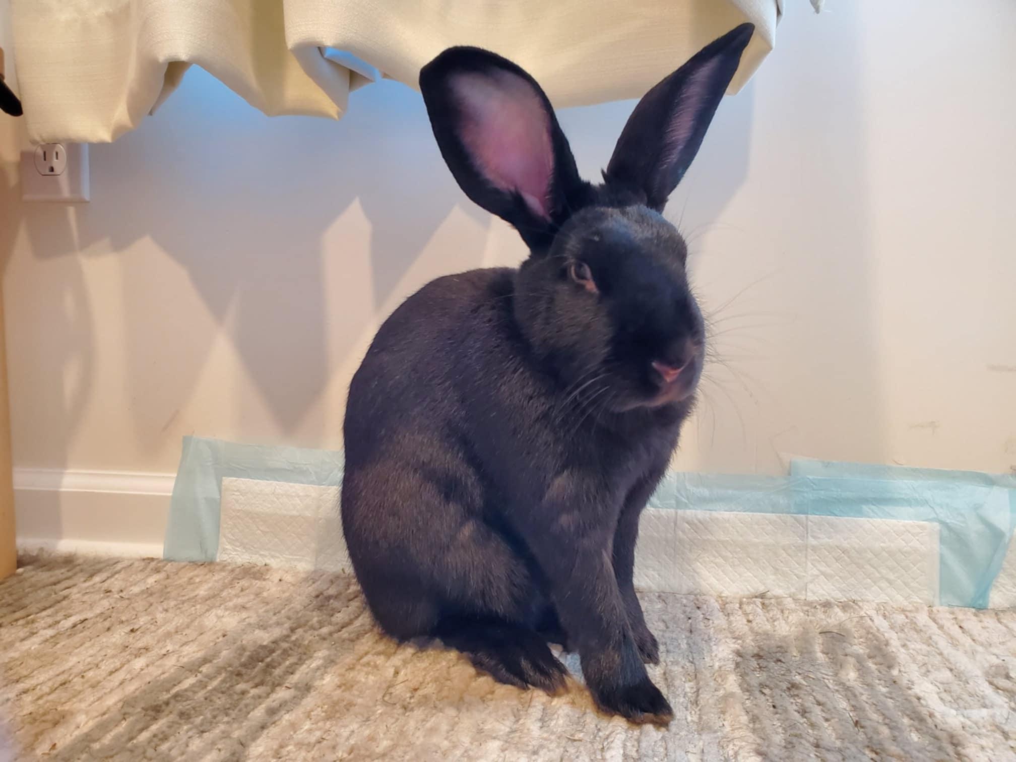 DAHLIA & DIESEL (ADULT BONDED MALE/FEMALE PAIR), a Adoptable mixed breed in Forest Hills, NY image 5/6