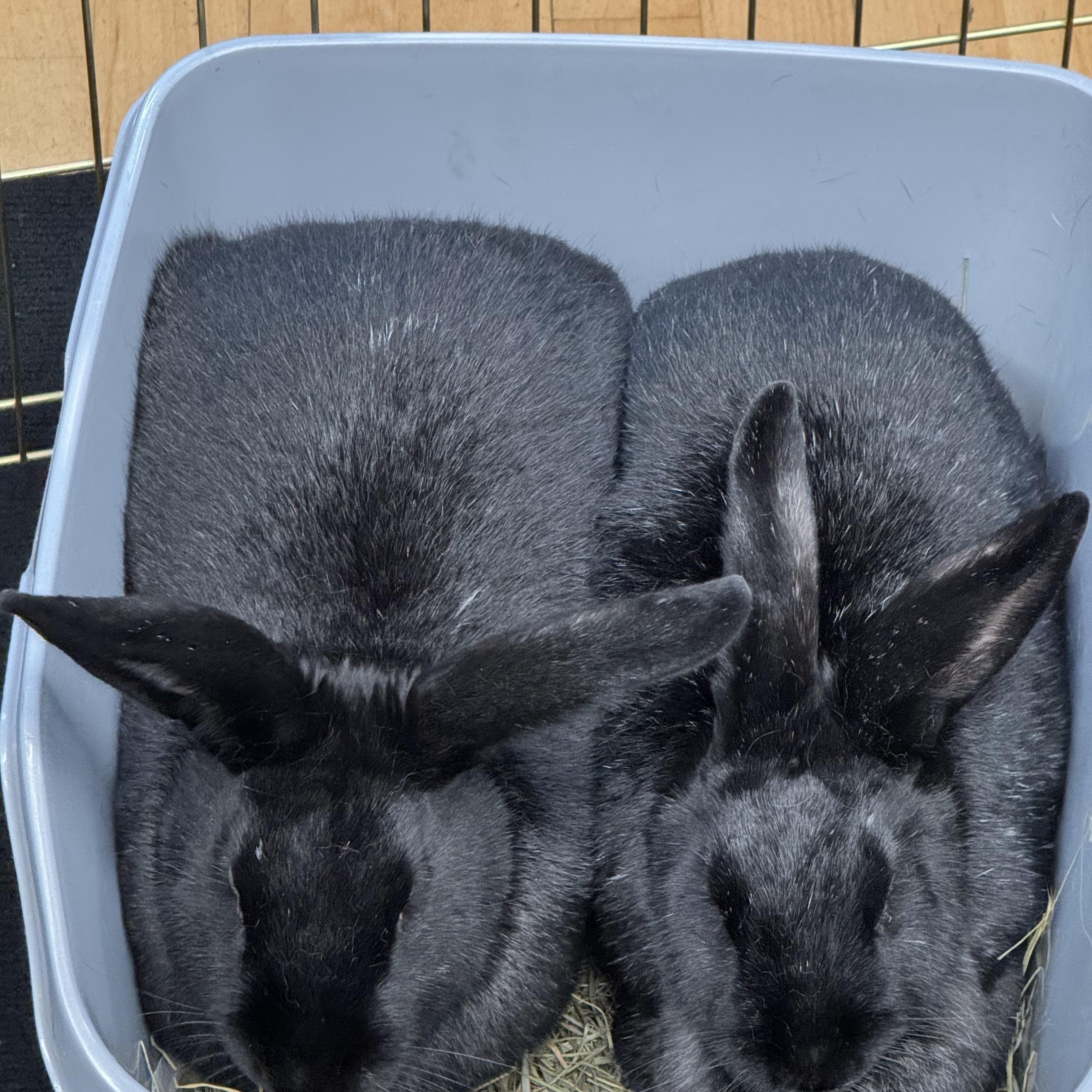 DAHLIA & DIESEL (ADULT BONDED MALE/FEMALE PAIR), a Adoptable mixed breed in Forest Hills, NY image 6/6