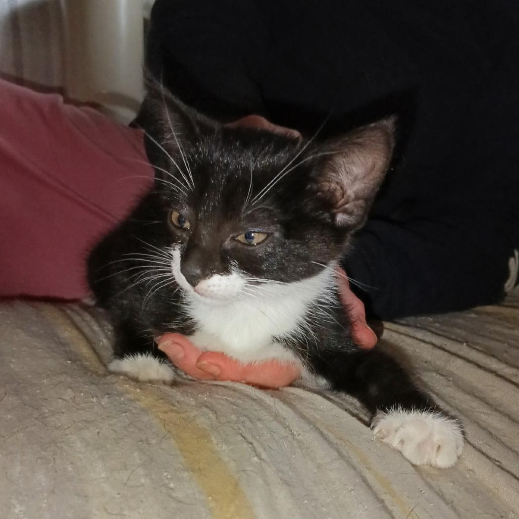 Enlarge Vester, a Adoptable Domestic Short Hair in Charles Town, WV image 3/4