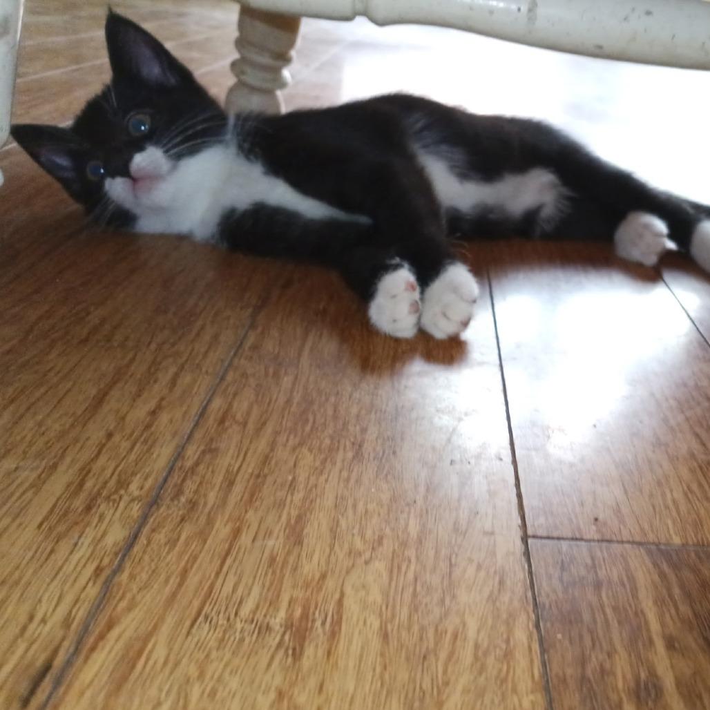 Vester, Adoptable, Kitten Female Domestic Short Hair.