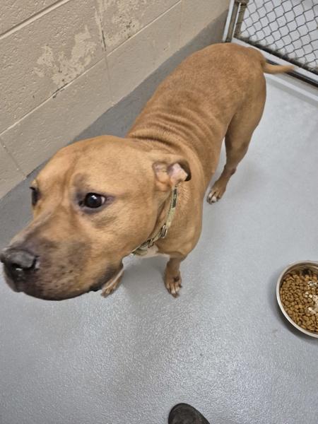 Vc 6c Hercules, Adoptable, Senior Male Staffordshire Bull Terrier.