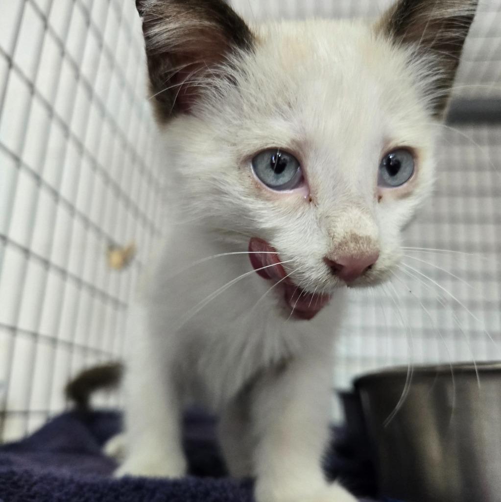 Mingming thumbnail 2