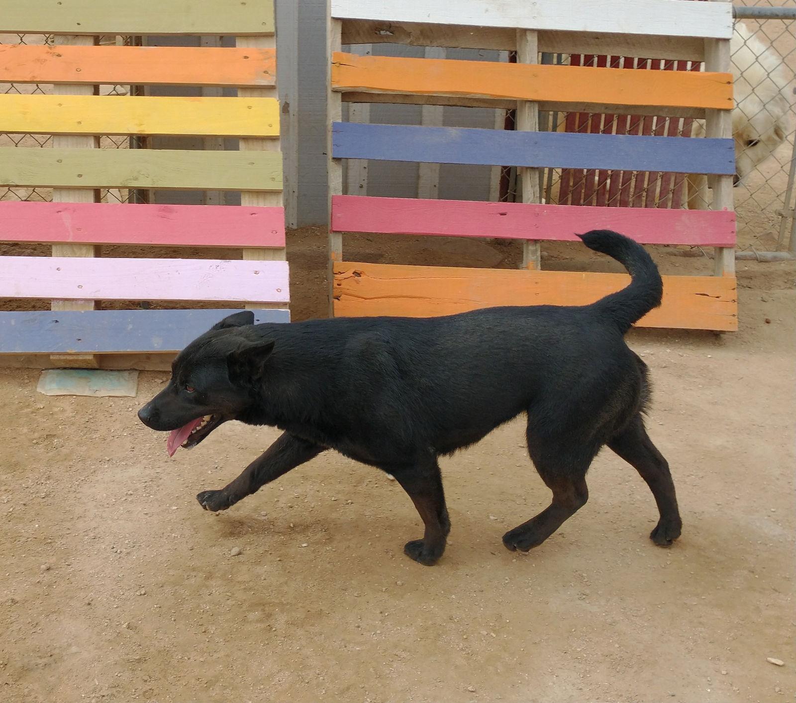 Love, Adoptable, Young Female Labrador Retriever & Shepherd.