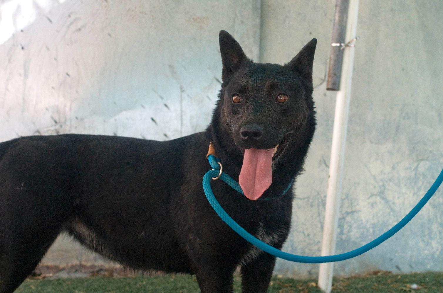 Love, a Adoptable mixed breed in Apple Valley, CA image 2/6