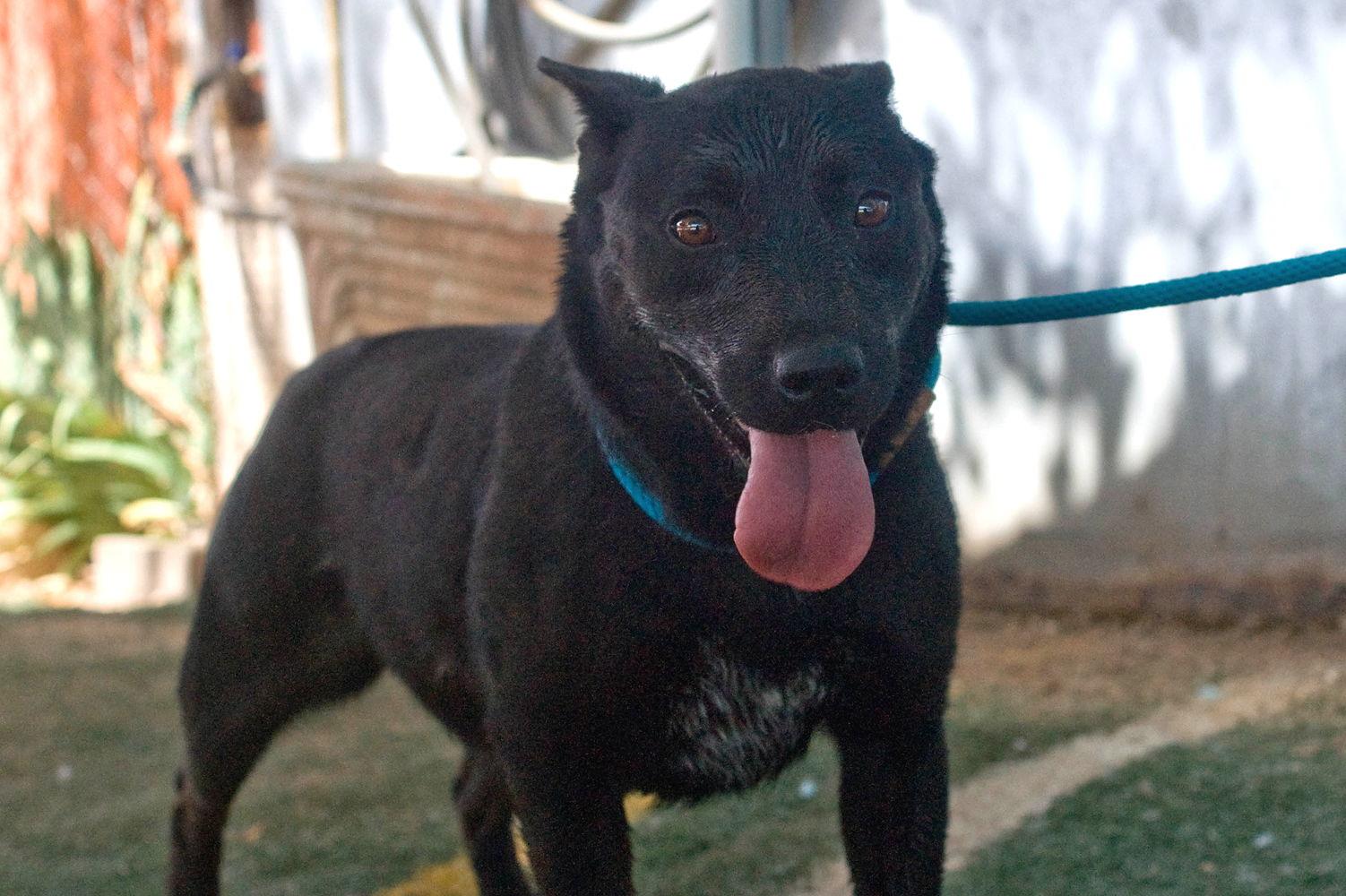 Love, a Adoptable mixed breed in Apple Valley, CA image 3/6