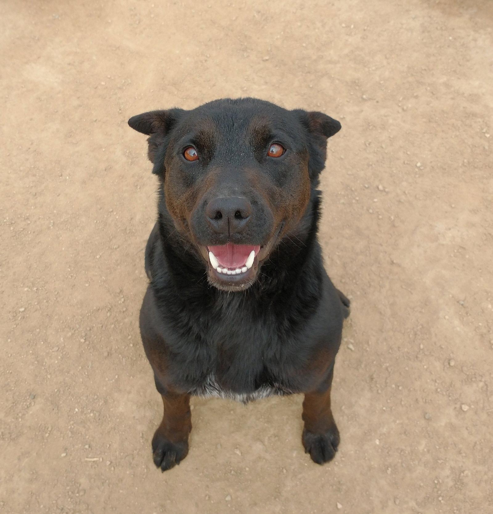 Enlarge Love, a Adoptable mixed breed in Apple Valley, CA image 3/3