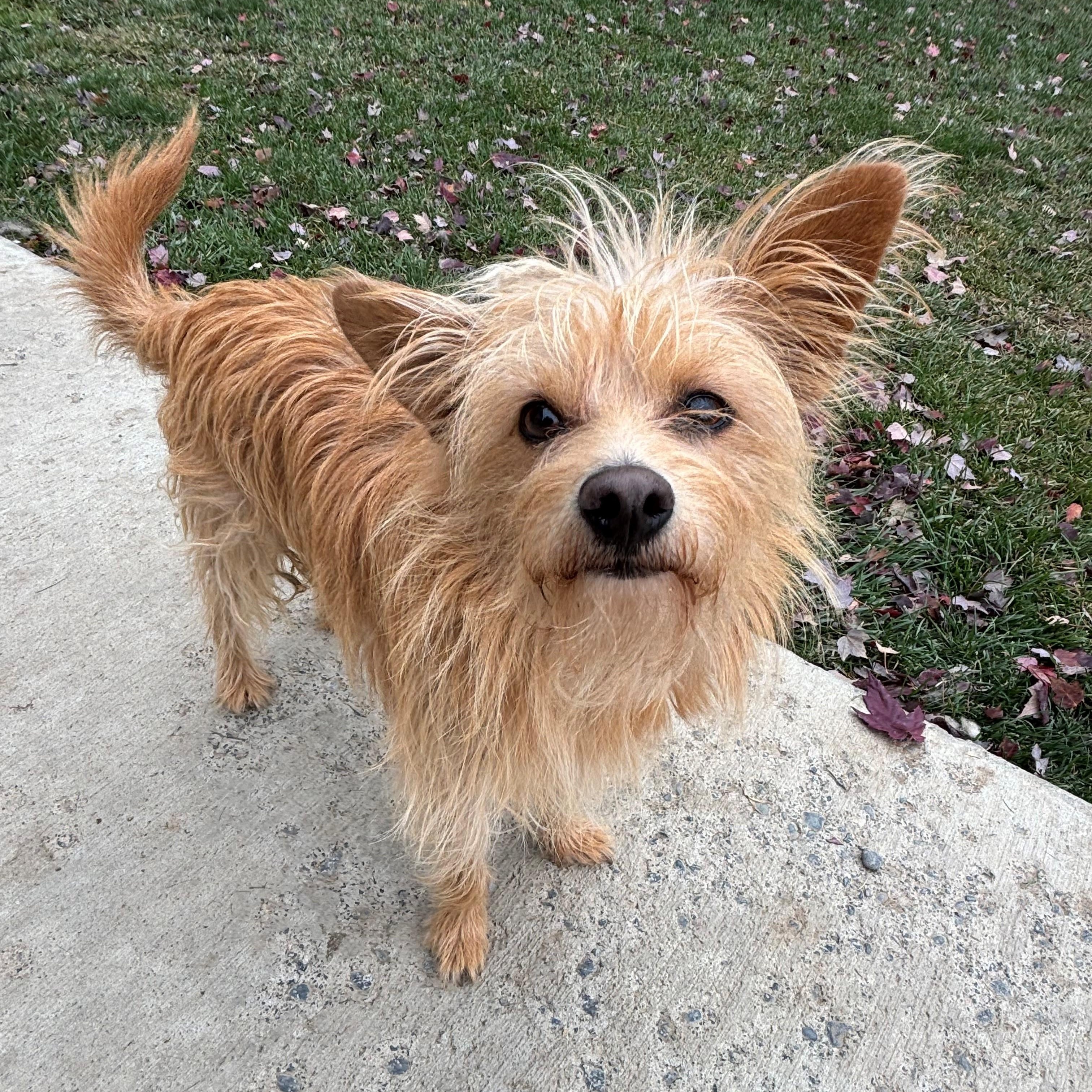 Bruno, Adopted, Adult Male Terrier.