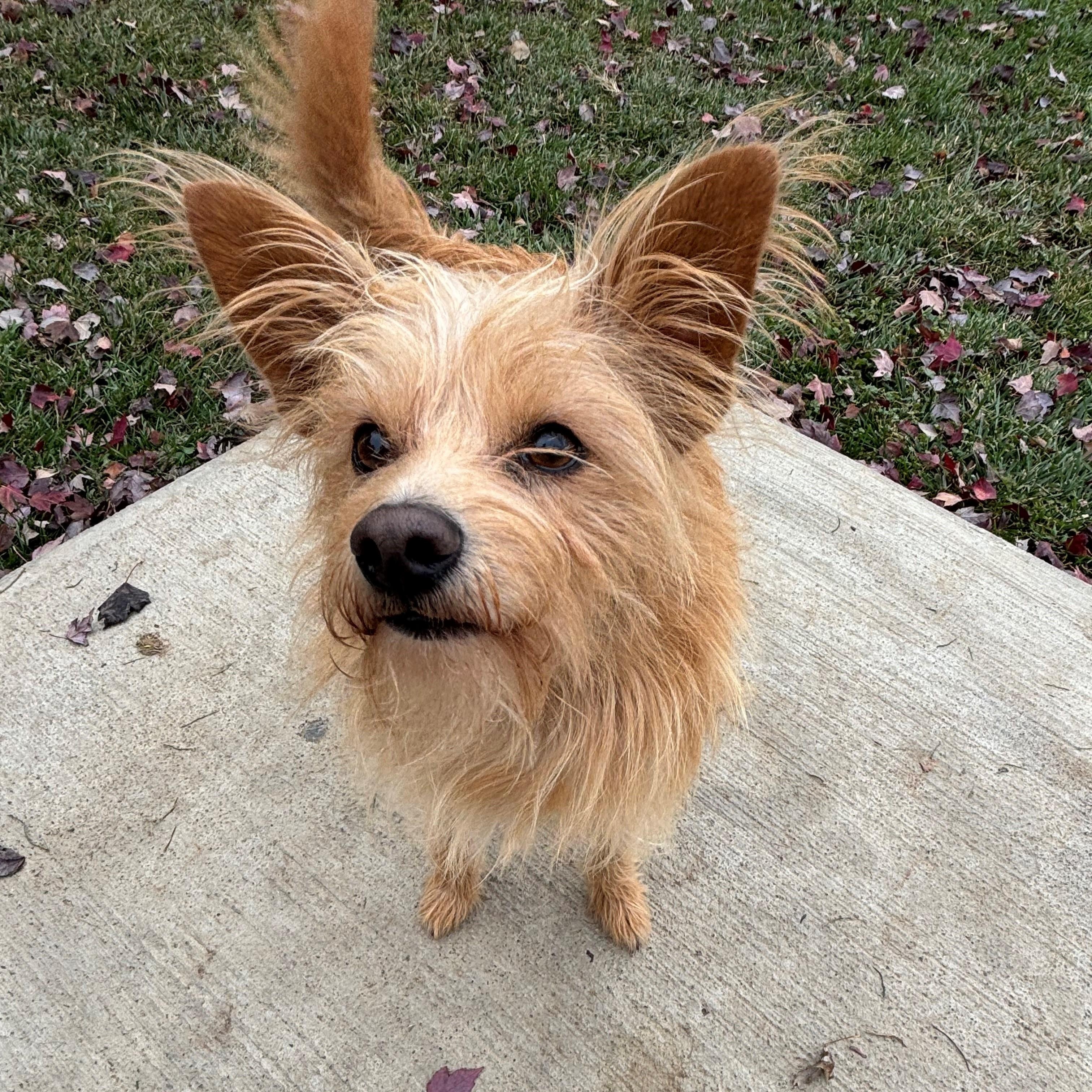 Bruno, a Adopted mixed breed in Quincy, WA image 2/2