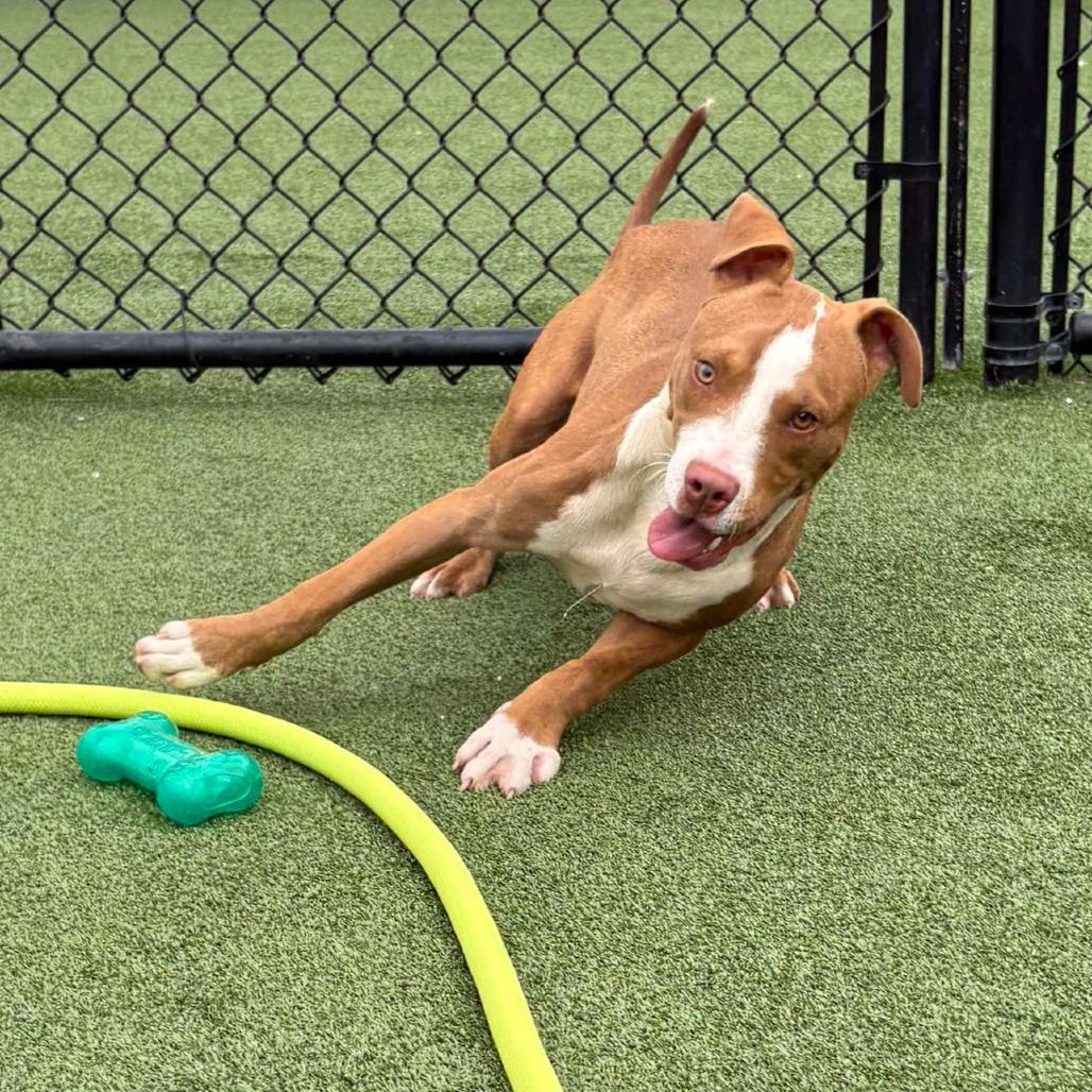 Toby, Adoptable, Adult Male Mixed Breed.
