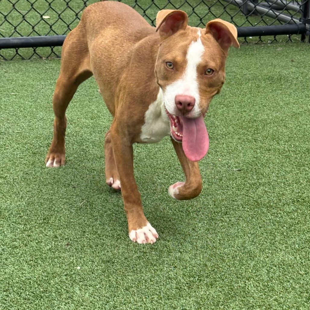 Toby, a Adoptable Mixed Breed in Jacksonville, FL image 2/5