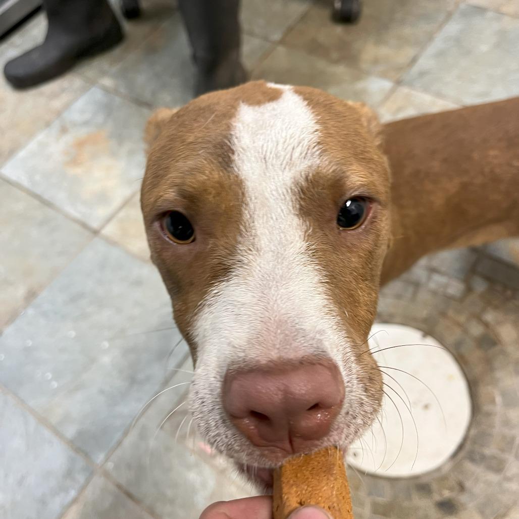 Toby, a Adoptable Mixed Breed in Jacksonville, FL image 4/5