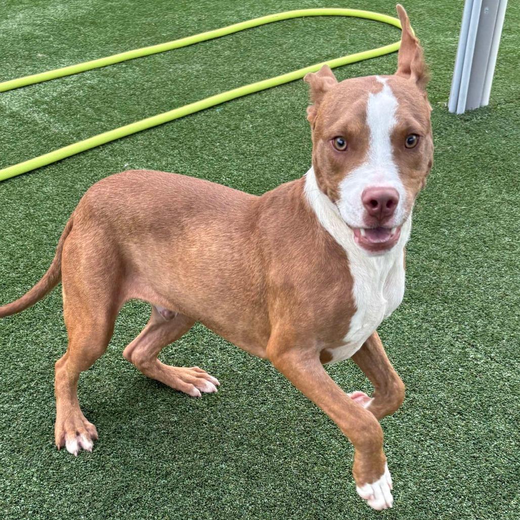 Toby, a Adoptable Mixed Breed in Jacksonville, FL image 5/5