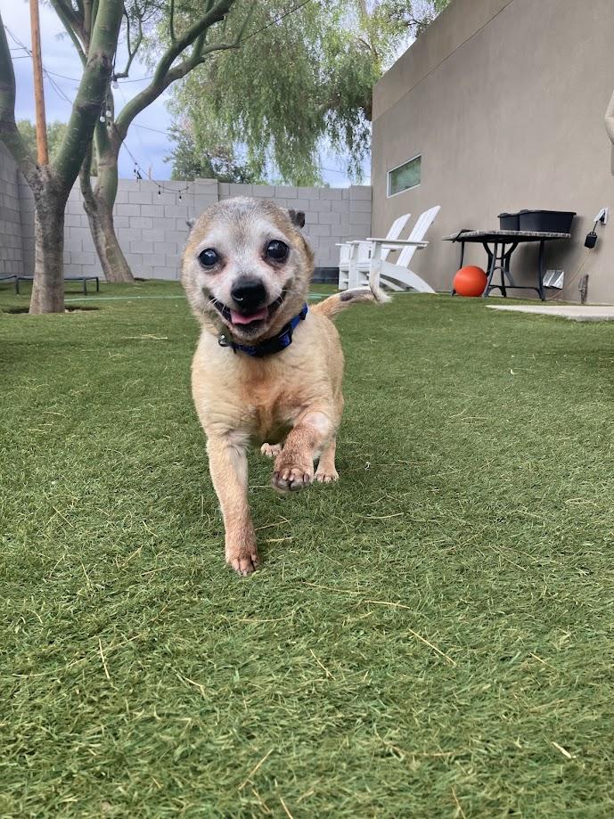 Enlarge Huey, a Adopted mixed breed in Scottsdale, AZ image 4/4