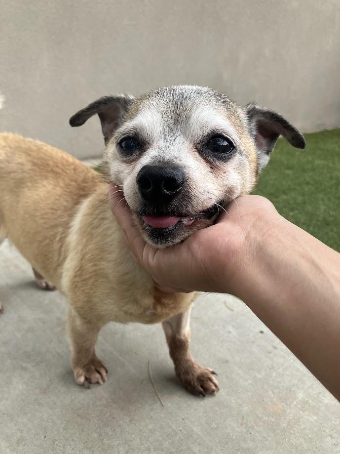 Enlarge Huey, a Adopted mixed breed in Scottsdale, AZ image 2/4