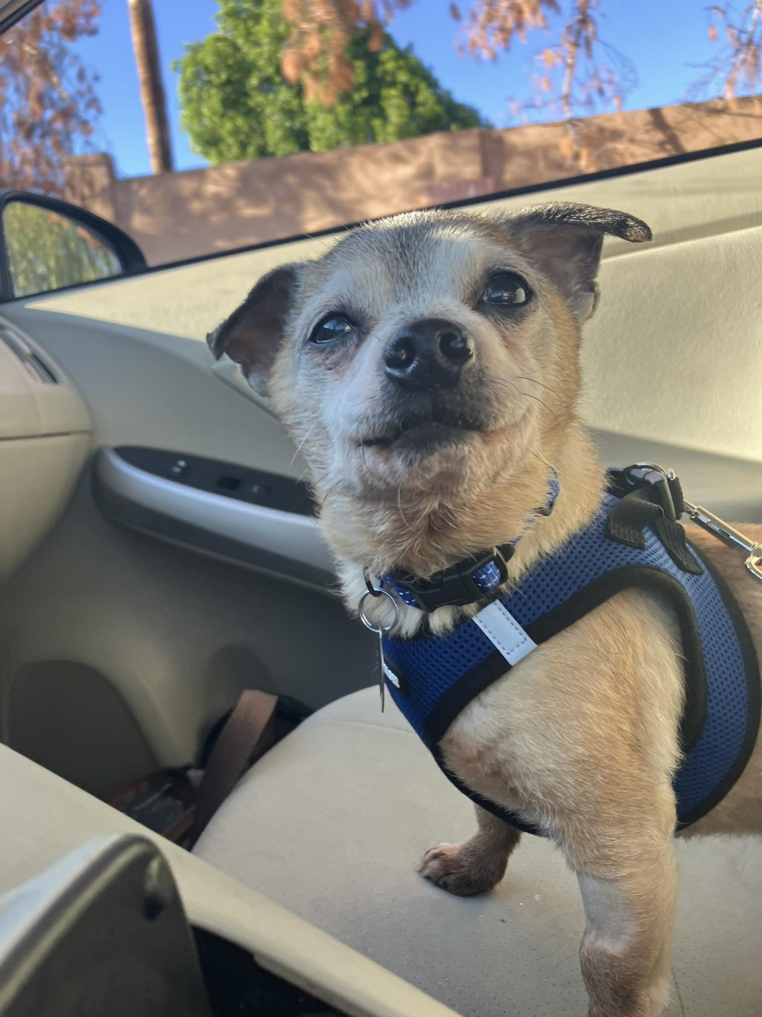 Huey, Adopted, Senior Male Chihuahua.