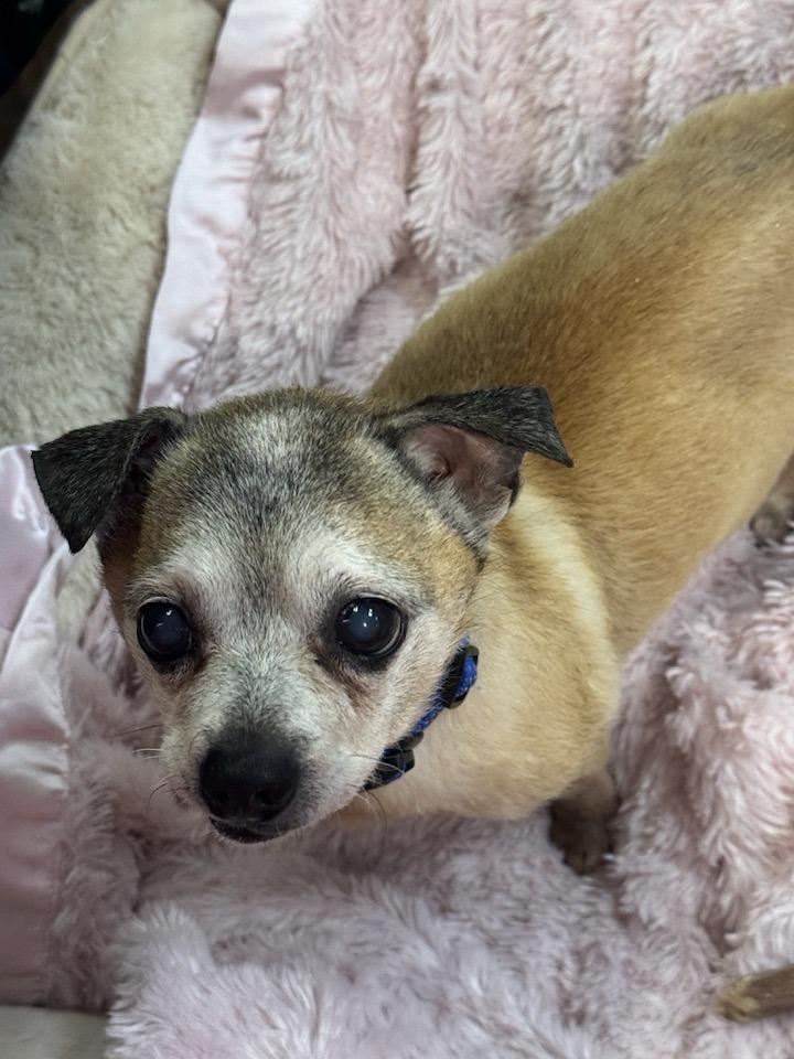 Enlarge Huey, a Adopted mixed breed in Scottsdale, AZ image 3/4