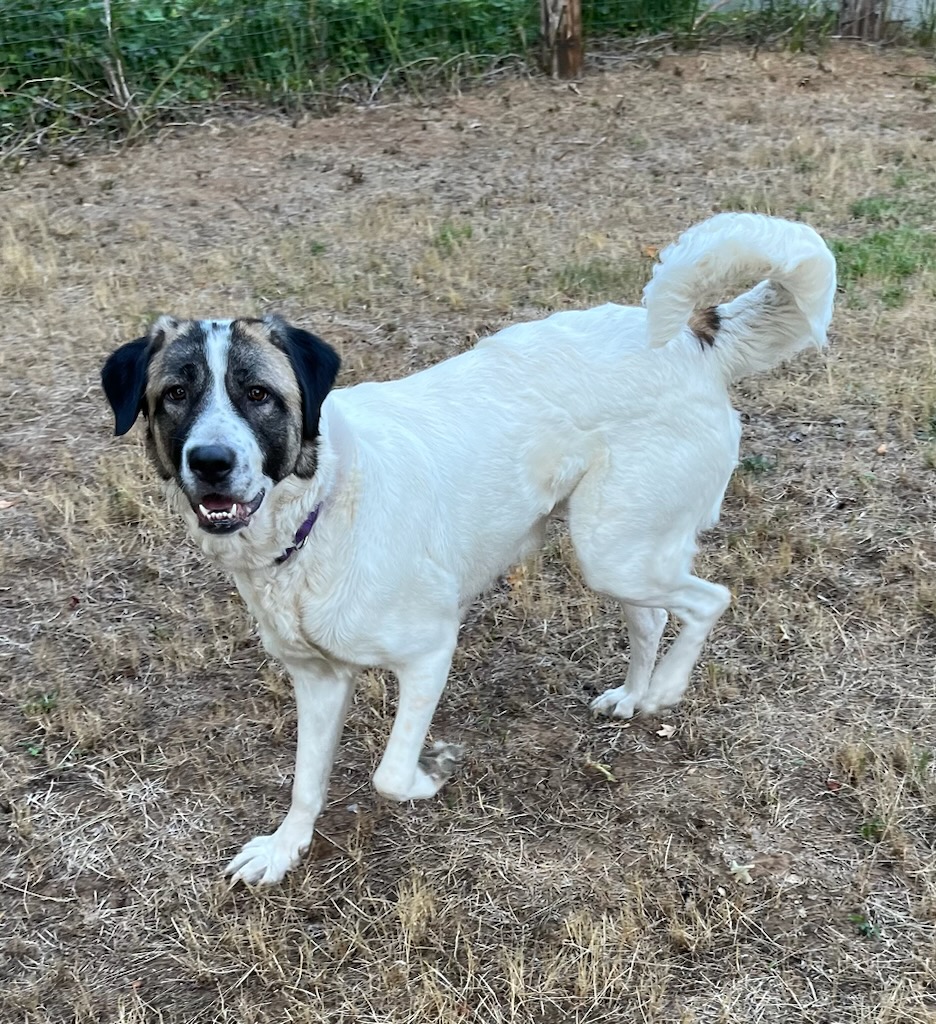 RUBY, Adopted, Young Female Anatolian Shepherd & Great Pyrenees.