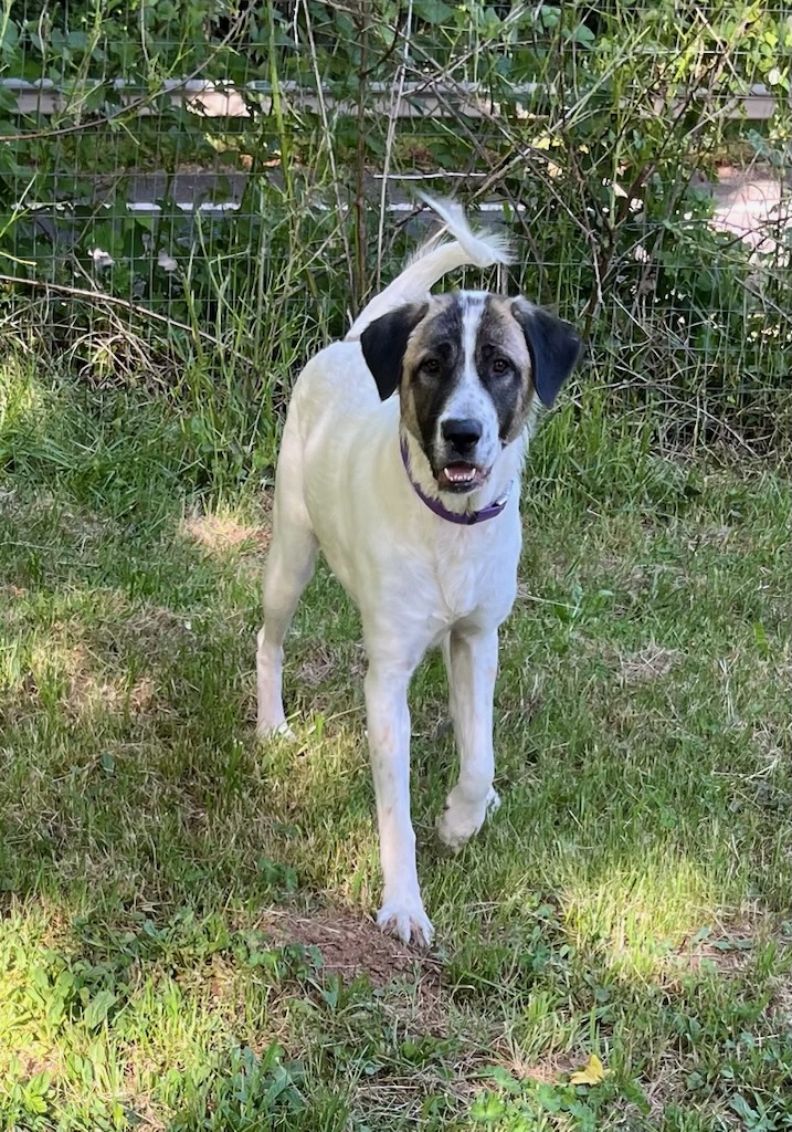 RUBY, Adopted, Young Female Anatolian Shepherd & Great Pyrenees.