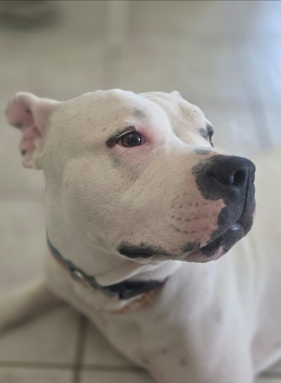 Jazzy, Adoptable, Adult Female American Bully.