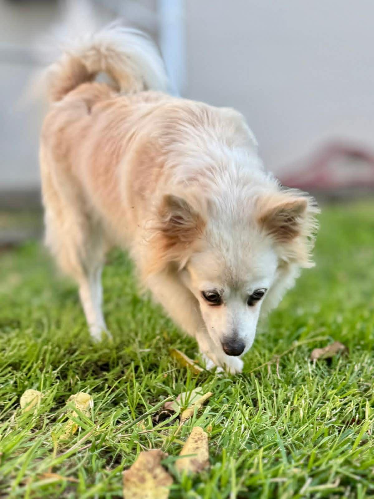 Enlarge Lily, an adopted mixed breed in Toronto, ON image 2/6