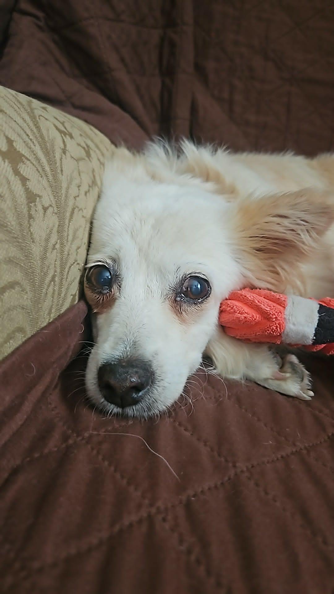 Enlarge Lily, an adopted mixed breed in Toronto, ON image 3/6