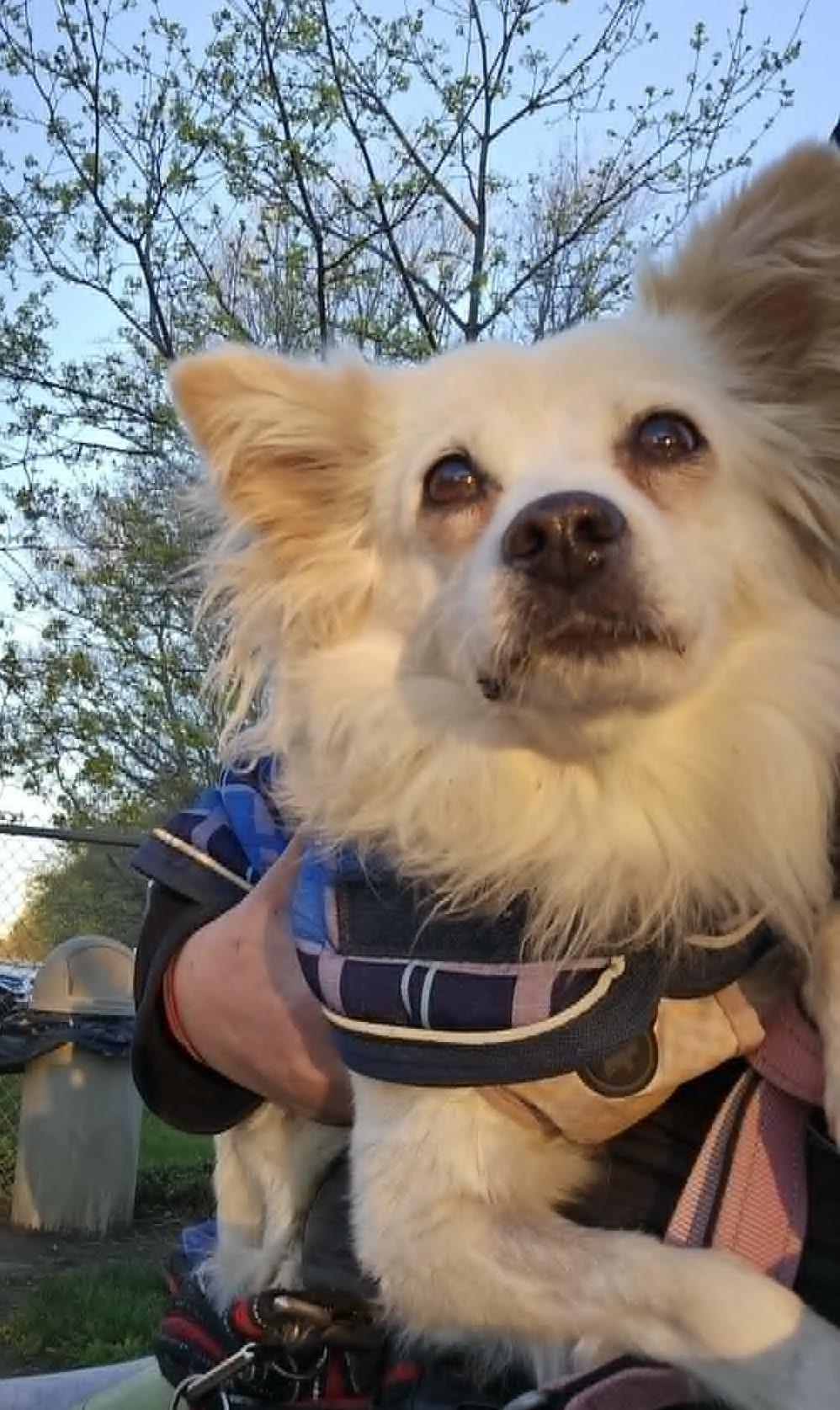 Lily, adopted, Adult Female Terrier.