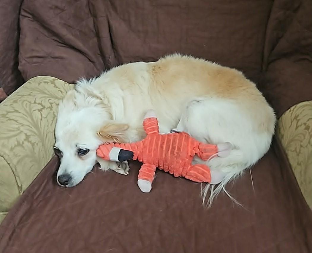 Enlarge Lily, an adopted mixed breed in Toronto, ON image 6/6
