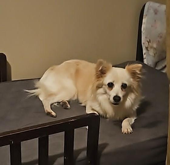 Enlarge Lily, an adopted mixed breed in Toronto, ON image 5/6