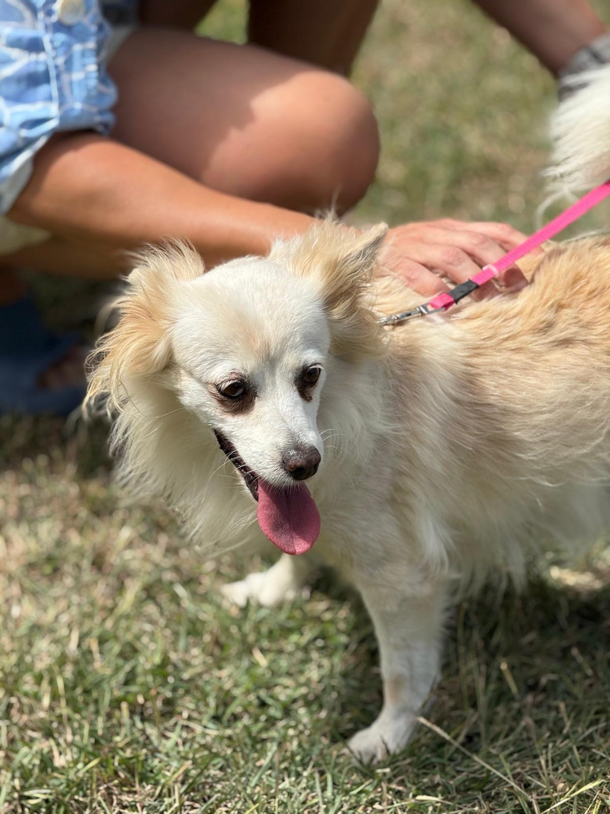 Enlarge Lily, an adopted mixed breed in Toronto, ON image 4/6