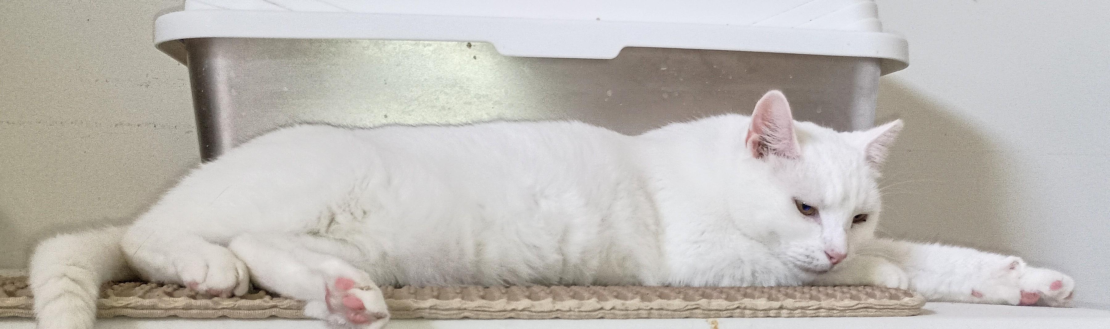 Lexi, an adopted Domestic Short Hair in Ridgeland, MS image 2/5