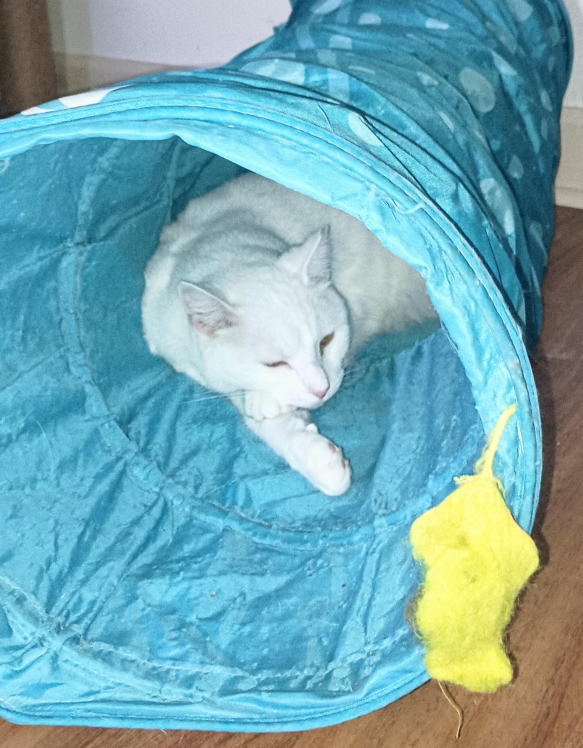 Lexi, an adopted Domestic Short Hair in Ridgeland, MS image 4/5