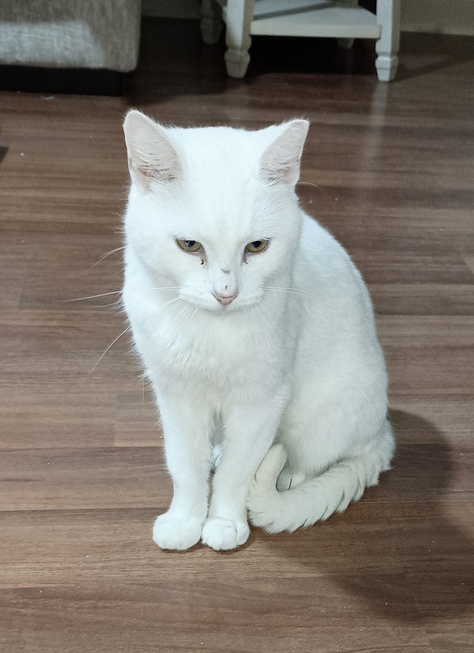 Lexi, an adopted Domestic Short Hair in Ridgeland, MS image 1/5