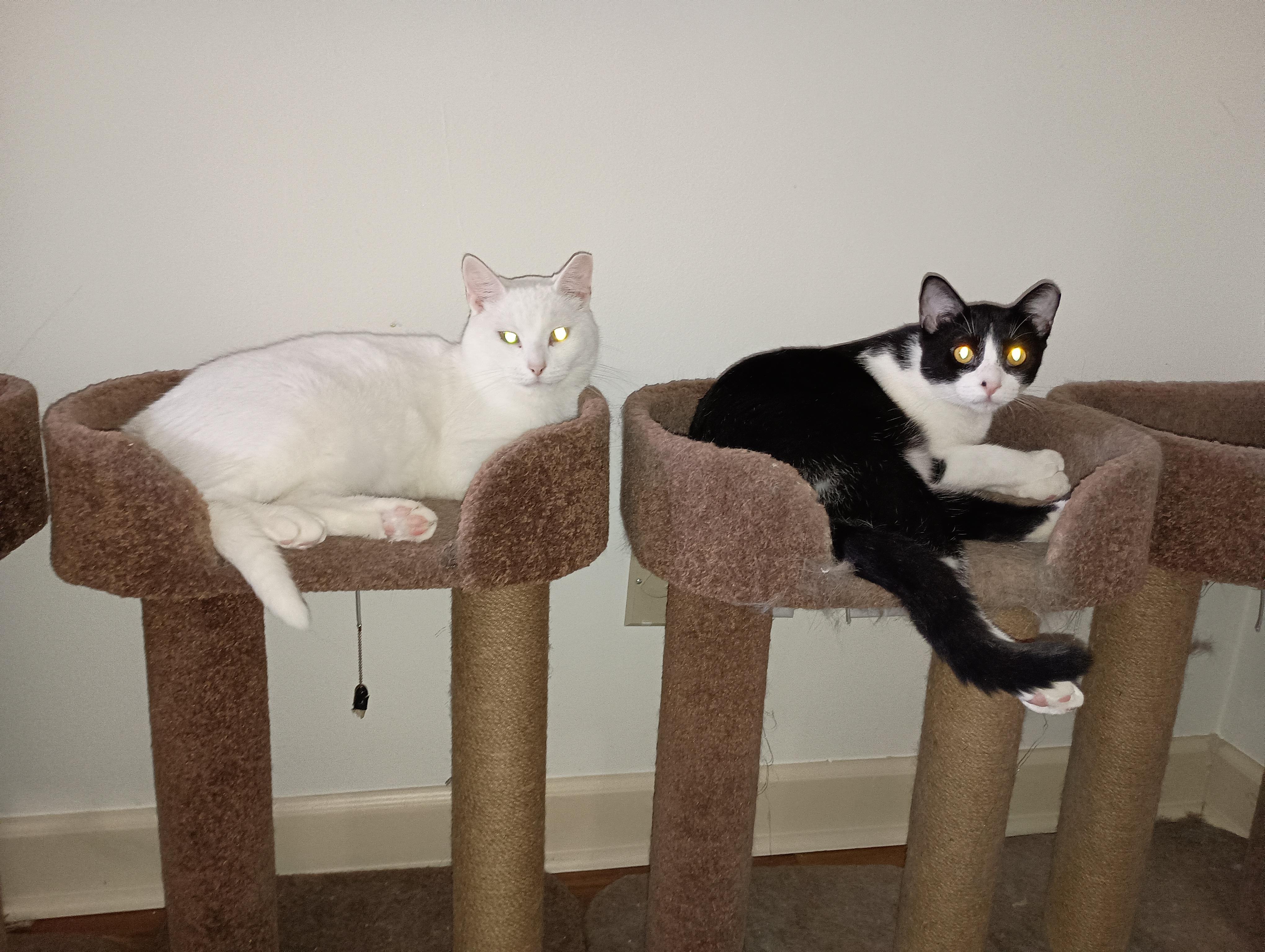 Lexi, an adopted Domestic Short Hair in Ridgeland, MS image 5/5