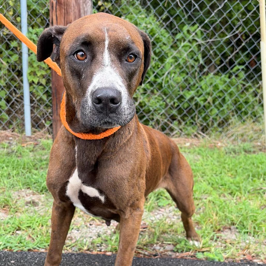 Enlarge Peeta, a Adoptable Boxer in Newport, NC image 1/6