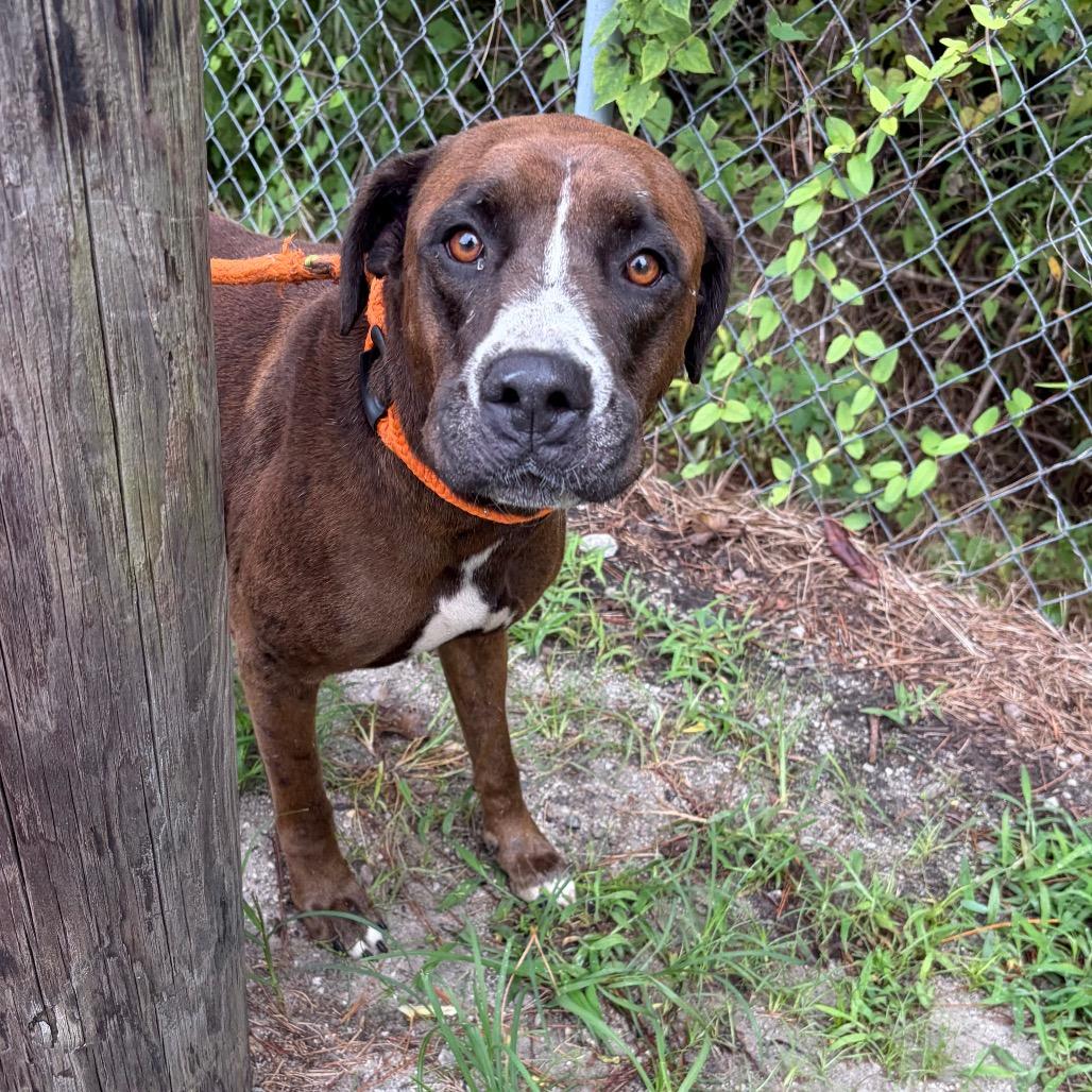 Enlarge Peeta, a Adoptable Boxer in Newport, NC image 2/6