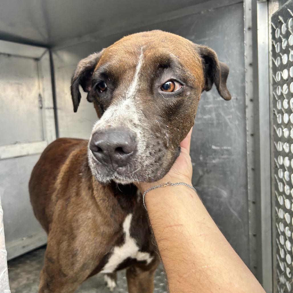 Enlarge Peeta, a Adoptable Boxer in Newport, NC image 3/6