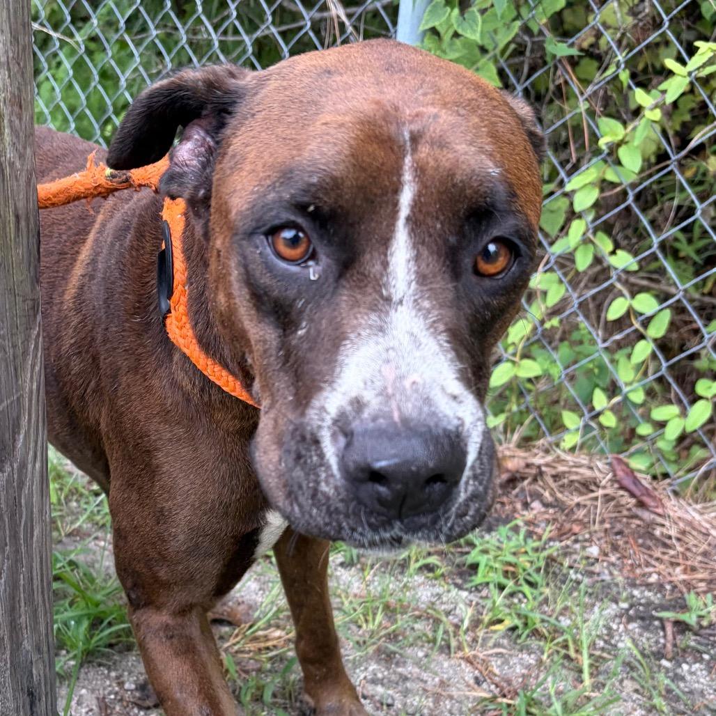 Enlarge Peeta, a Adoptable Boxer in Newport, NC image 4/6