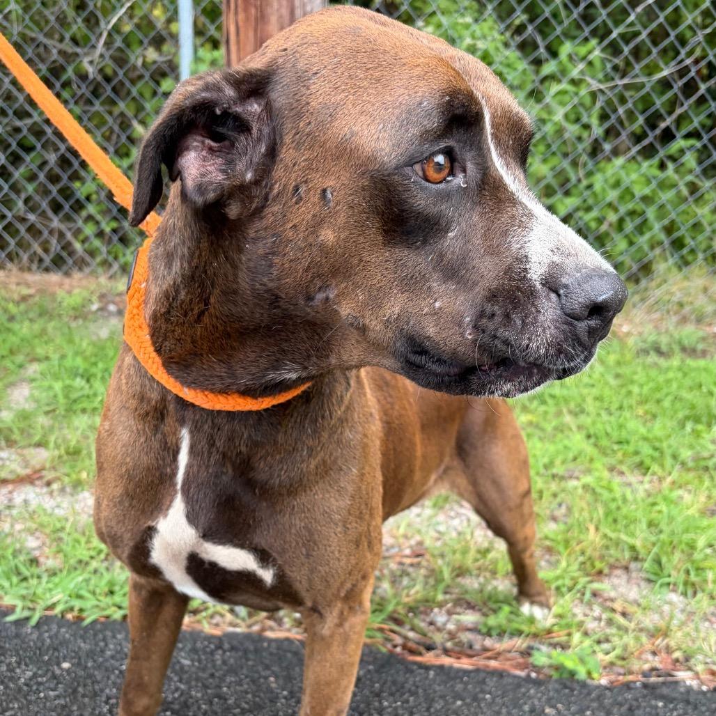 Enlarge Peeta, a Adoptable Boxer in Newport, NC image 5/6