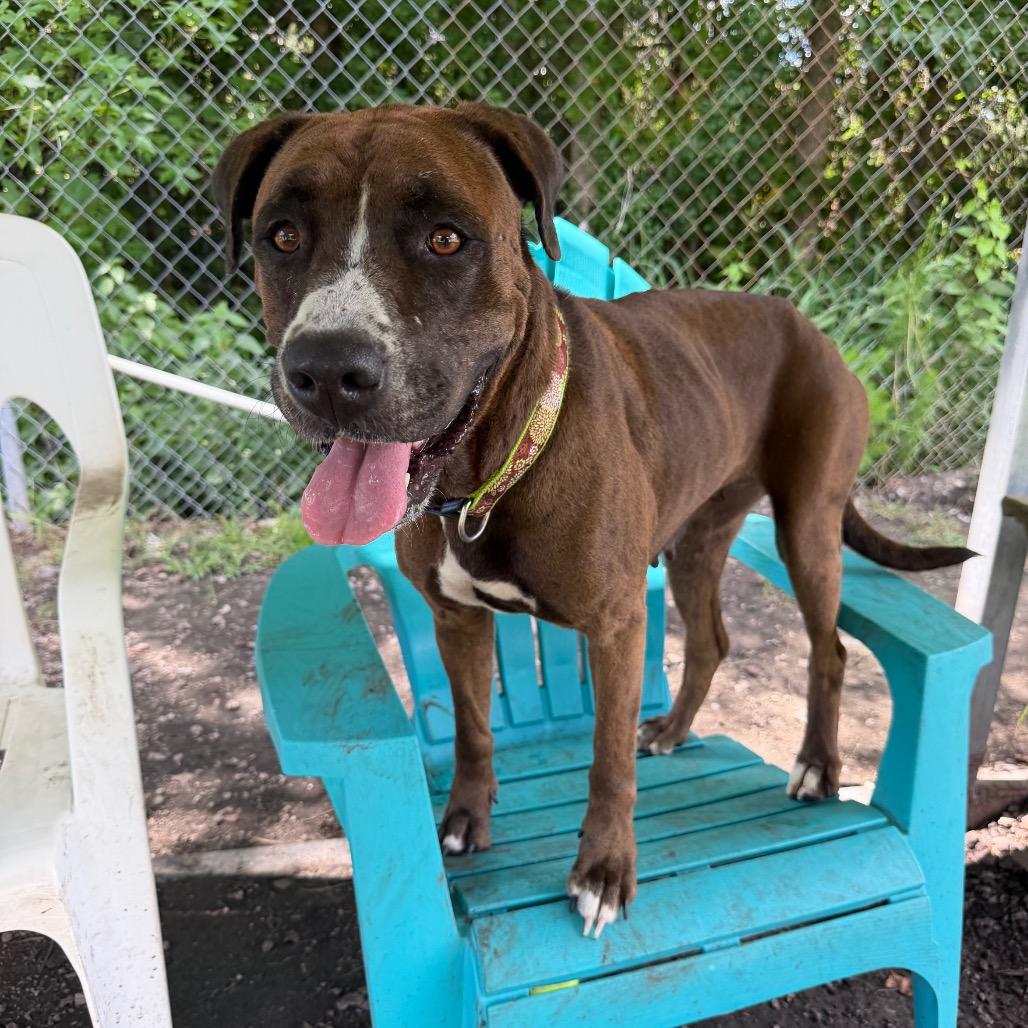 Enlarge Peeta, a Adoptable Boxer in Newport, NC image 6/6