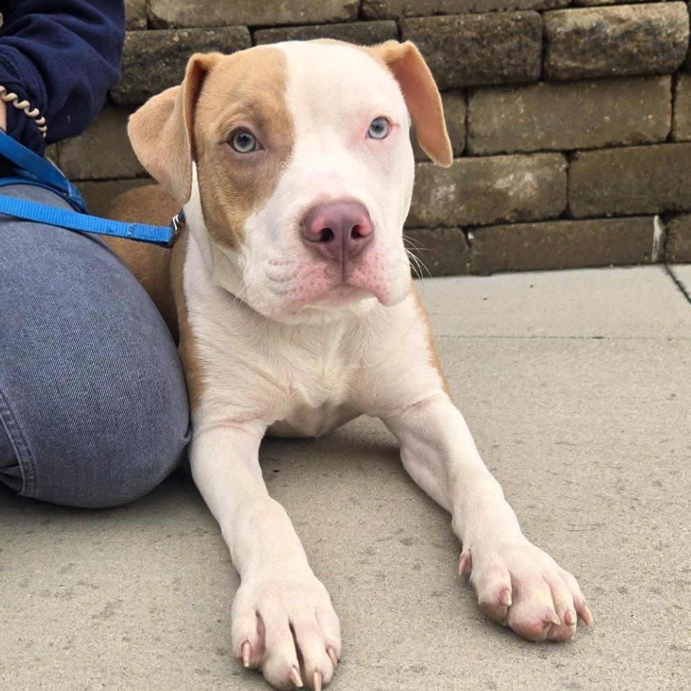 Enlarge Barret, a Adoptable mixed breed in Champaign, IL image 1/5