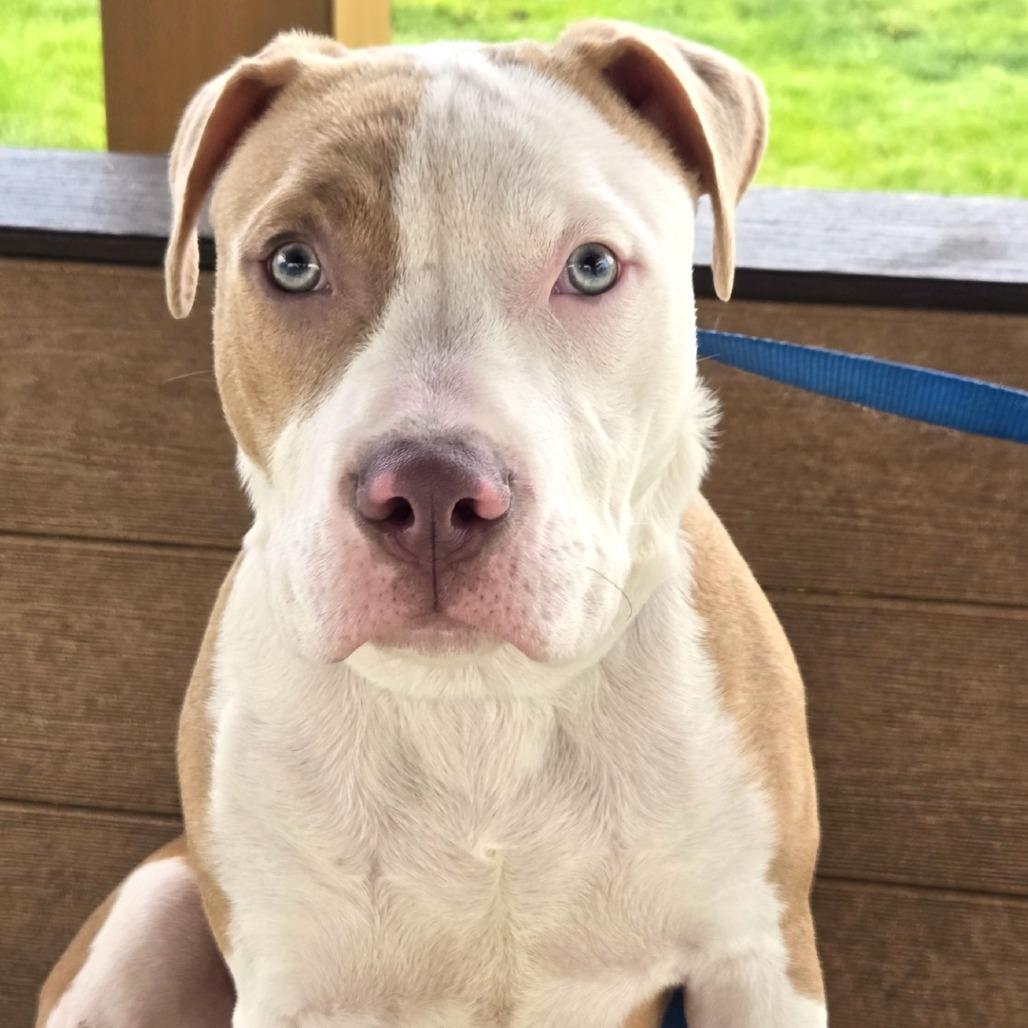 Enlarge Barret, a Adoptable mixed breed in Champaign, IL image 2/5