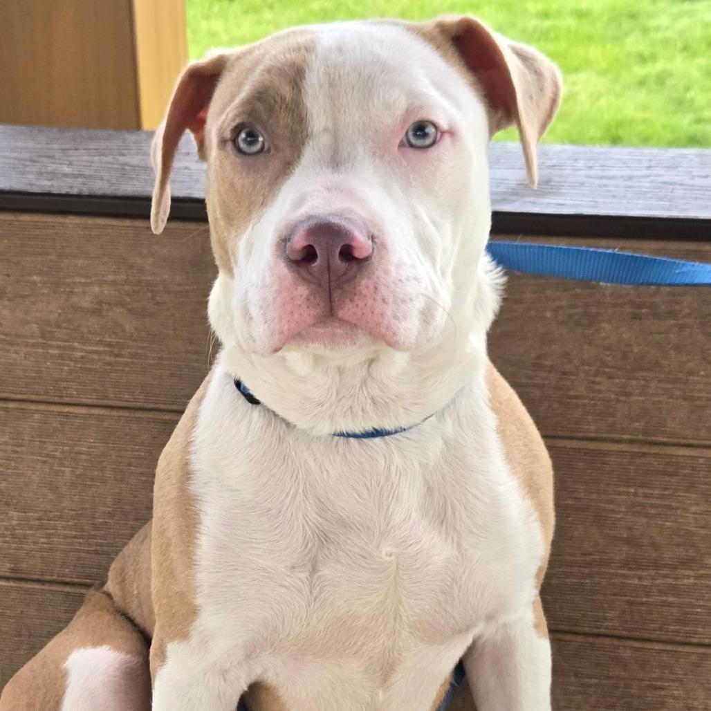 Enlarge Barret, a Adoptable mixed breed in Champaign, IL image 3/5